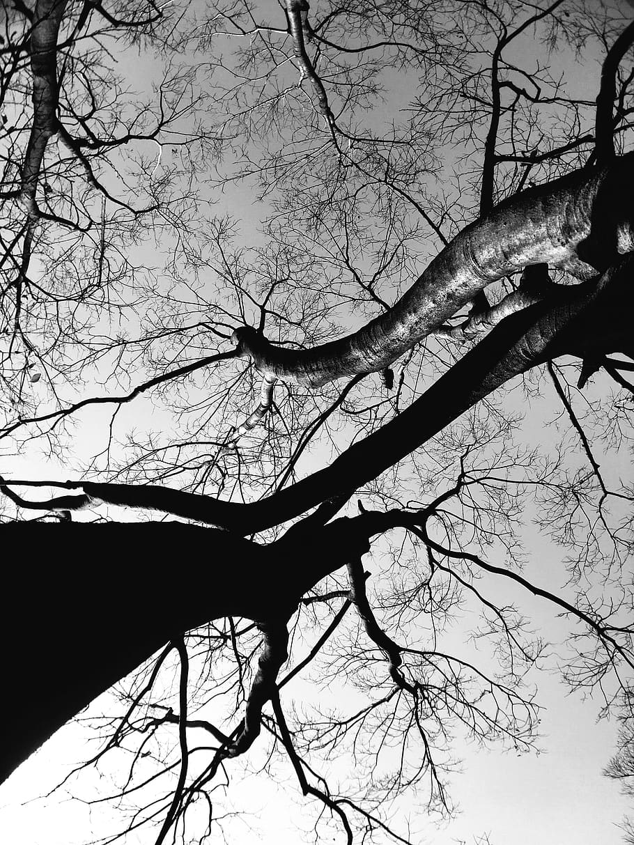 trees, shadows, black and white, branch, bare tree, plant, sky HD wallpaper
