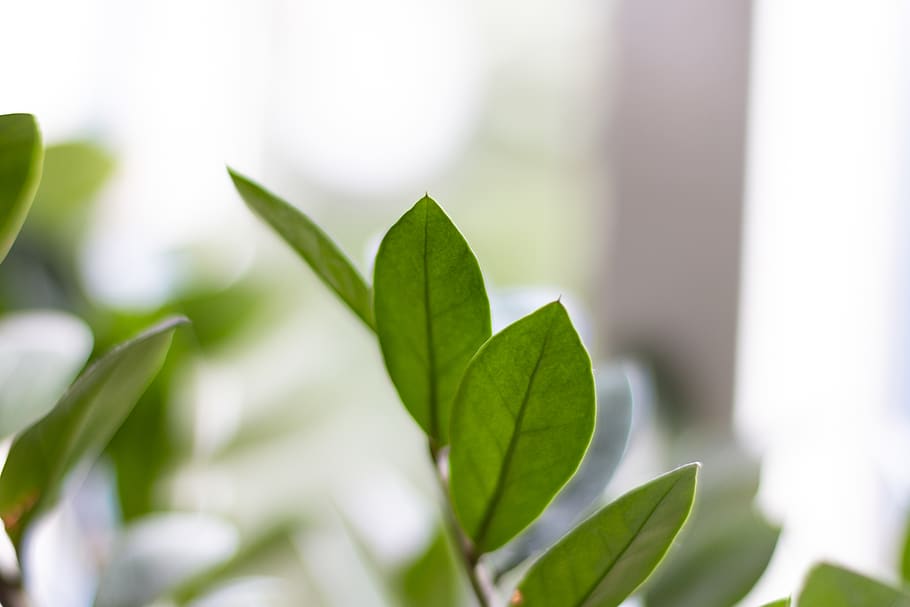plant, leaf, pottery, jar, vase, potted plant, flower, blossom HD wallpaper