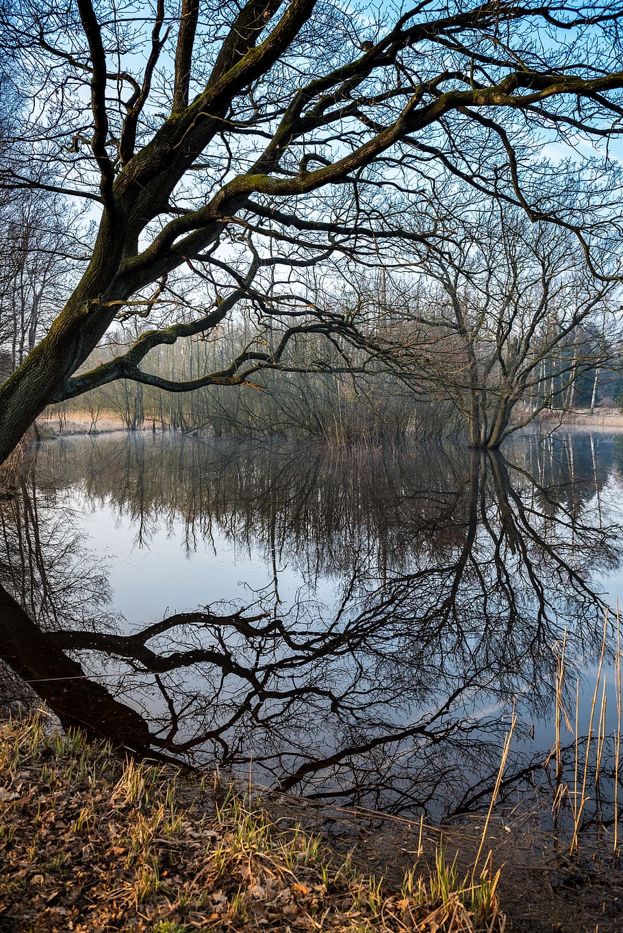 wintry, lake, trees, mood, mirroring, winter, nature, cold HD wallpaper
