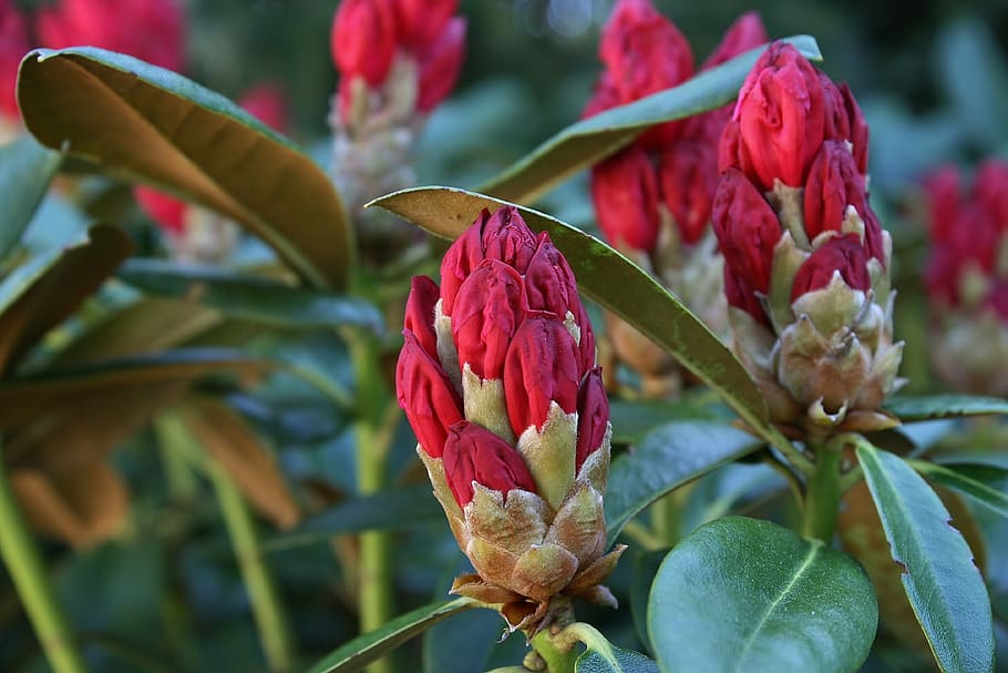 Red rhododendron 1080P, 2K, 4K, 5K HD wallpapers free download