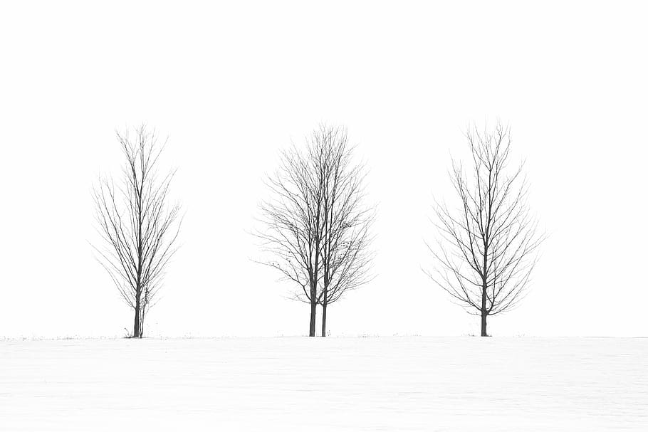 trees, black white, spooky trees, winter, snow, bare trees HD wallpaper