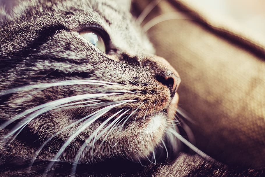 cat, eyes, nose, sleeping, lazy, watch, brown, white, green HD wallpaper