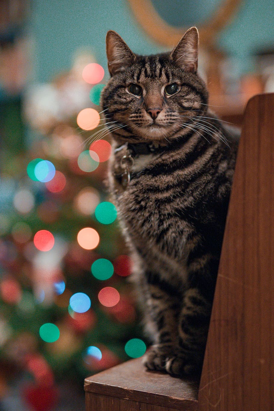 silver tabby cat, mammal, pet, animal, manx, abyssinian, wood HD wallpaper