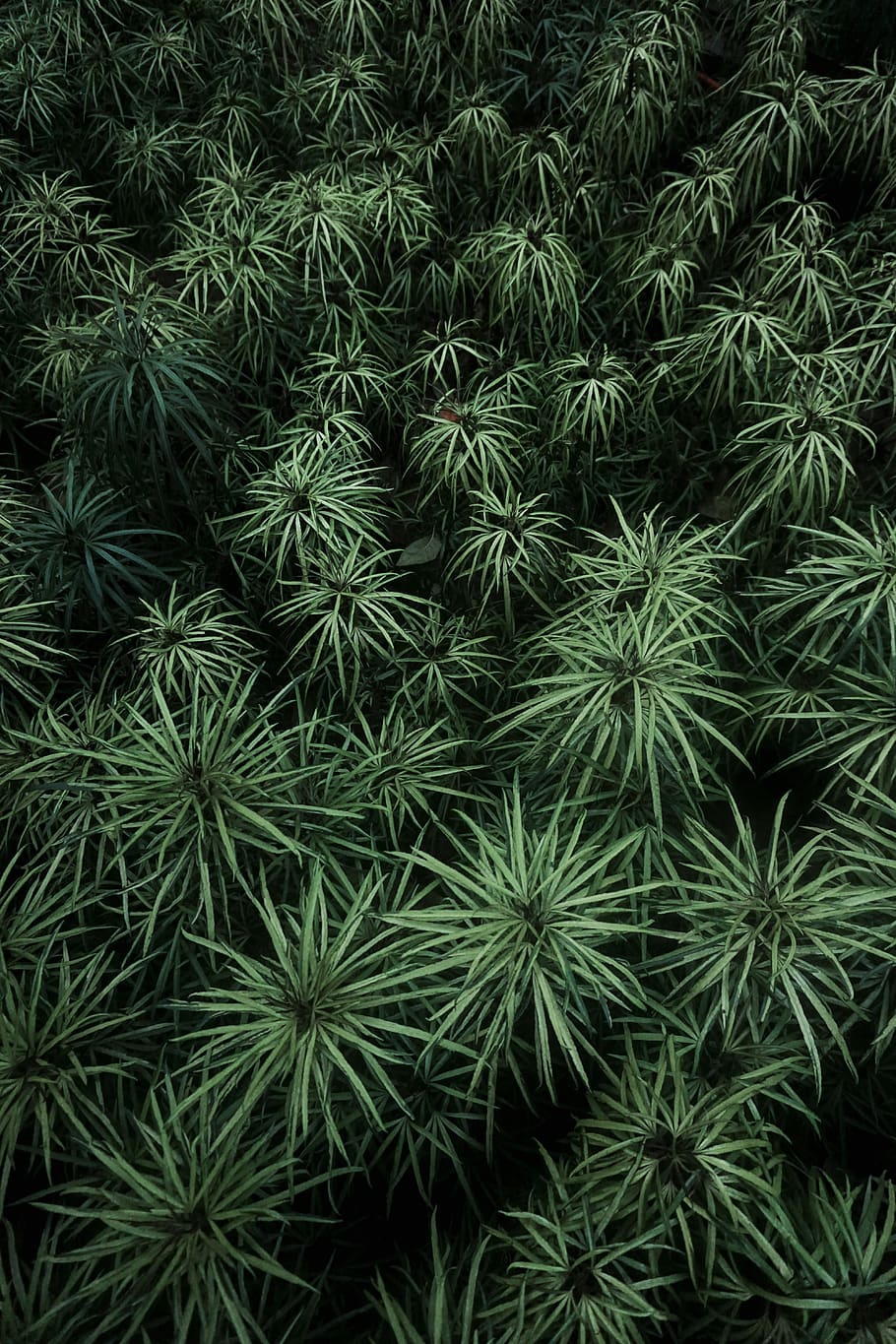 green plants at daytime, growth, green color, full frame, backgrounds HD wallpaper