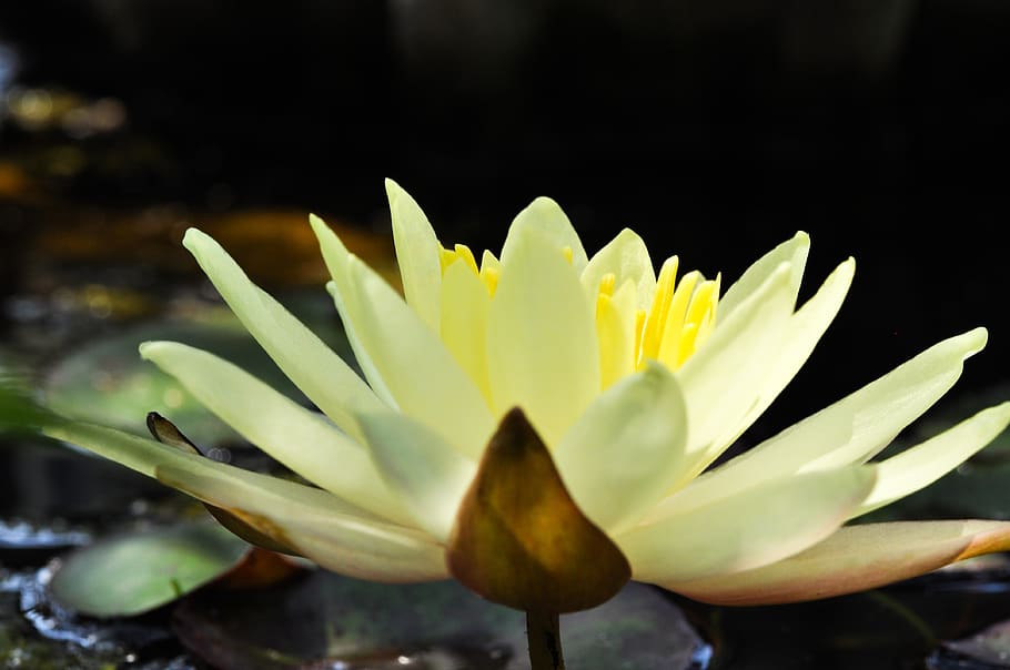 flower, nature, white, yellow, plant, spring, lily, beauty HD wallpaper