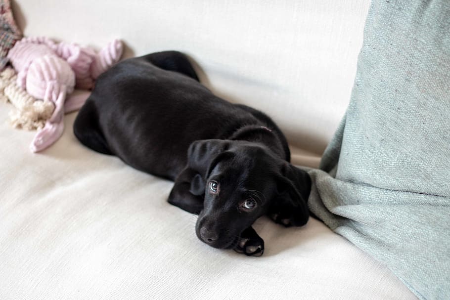 Black Labrador, canine, animal, mammal, dog, pet, labrador retriever HD wallpaper