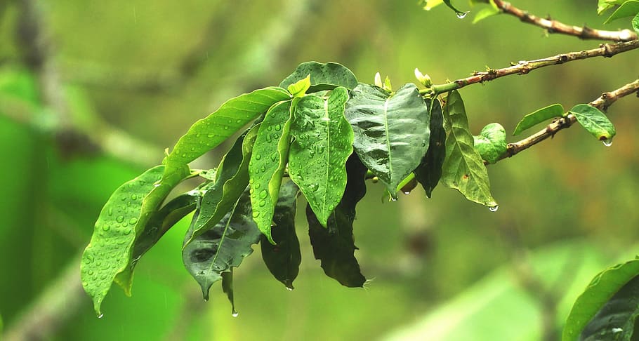 nature, tree, leaves, guatica, green color, leaf, plant part HD wallpaper
