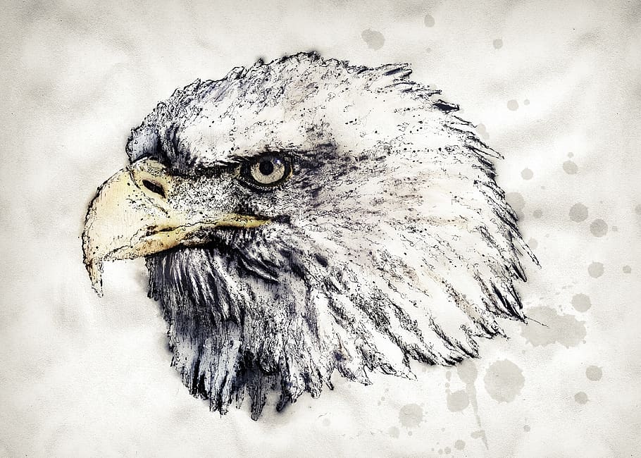 adler, white tailed eagle, bald eagle, bird, raptor, nature HD wallpaper