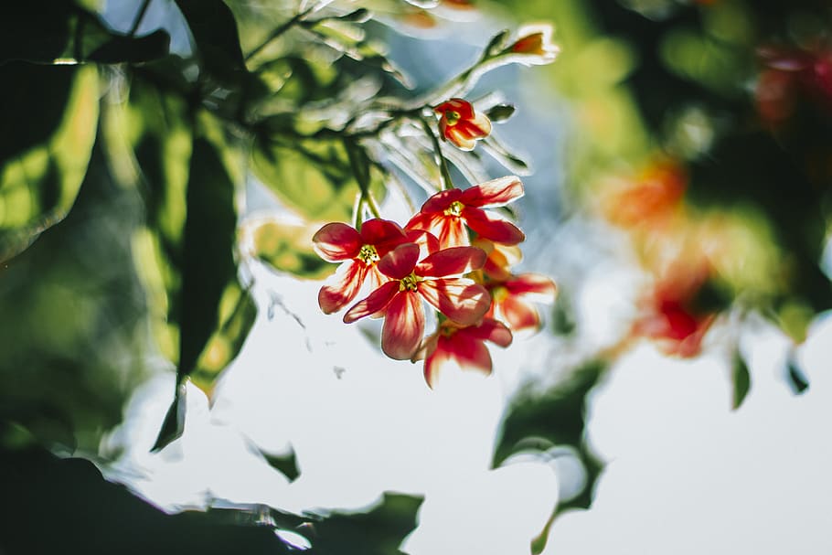 Blooming Orange Flowers, beautiful, blossom, blur, branch, bright HD wallpaper