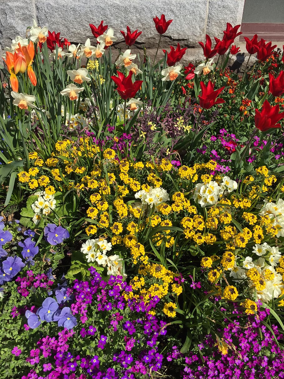 canada, victoria, flowering plant, freshness, vulnerability HD wallpaper