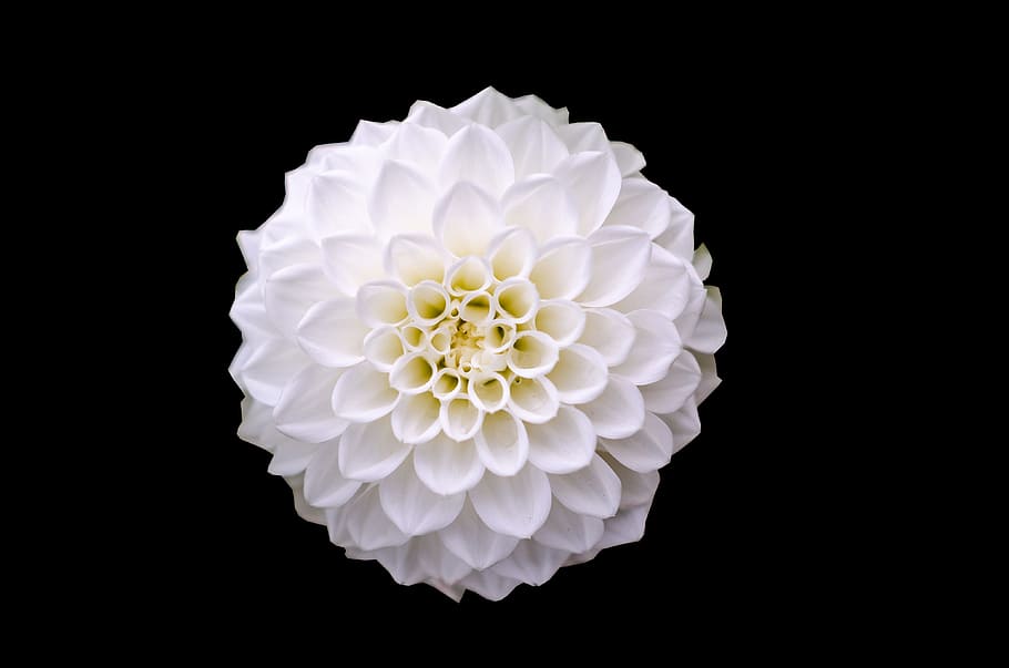 Macro Shot of White Flower, background, beautiful, bloom, blooming HD wallpaper