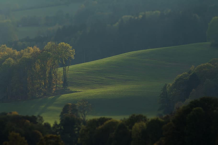 meadow, trees, landscape, nature, rural, summer, autumn, green HD wallpaper