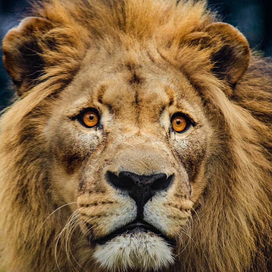 HD wallpaper: lion, head, big cat, predator, mane, king lion, males