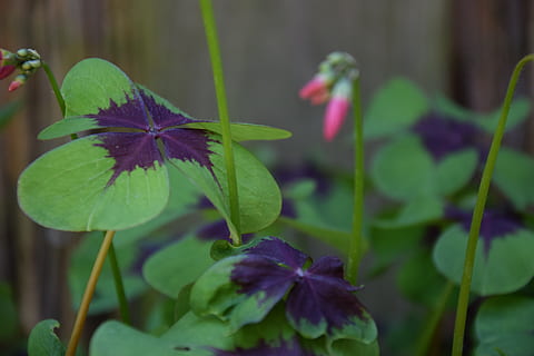 luck, four leaf clover, nature, klee, lucky charm, happy, garden HD wallpaper