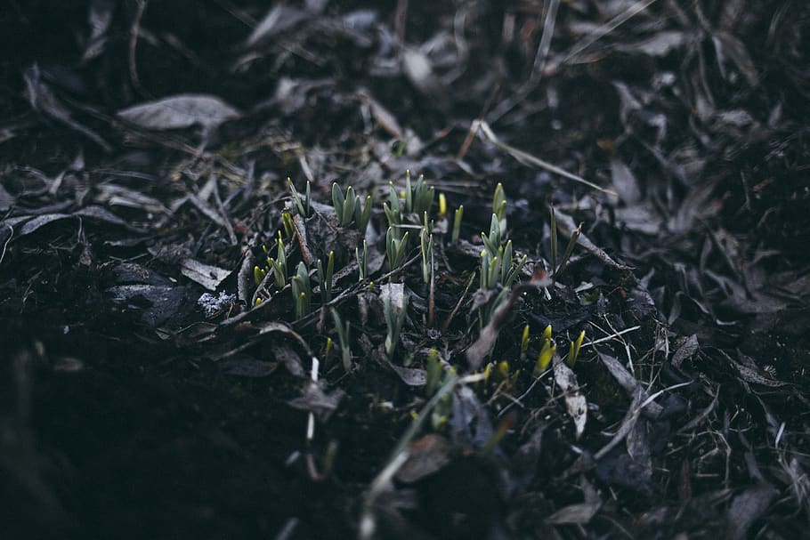 grass, green, spring, plants, vanilla, flowers, selective focus HD wallpaper