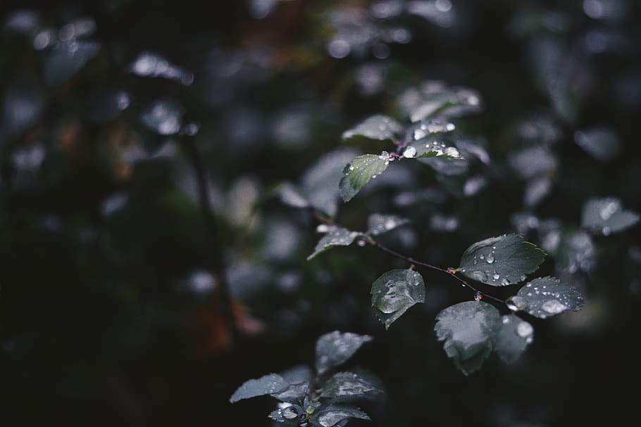 waterdrop, wallpaper, vsco, leaves, background, rain, raindrop HD wallpaper