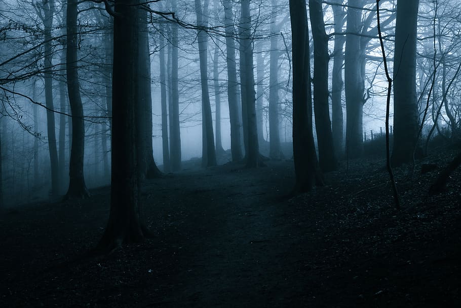 foggy forest, tree, land, plant, trunk, tree trunk, woodland HD wallpaper