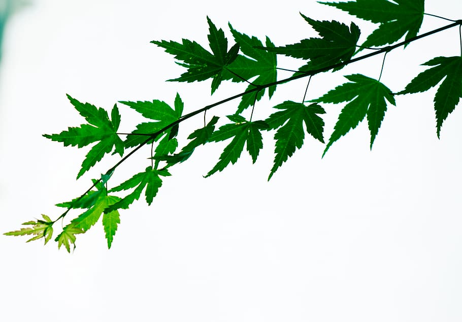 plant, leaf, tree, jar, pottery, vase, green, maple, nature HD wallpaper