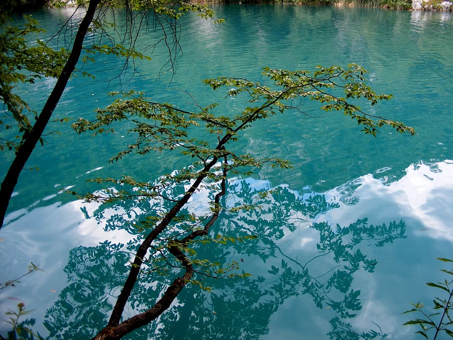 lake, water, flow, river, tree, reflection, plant, nature, no people HD wallpaper