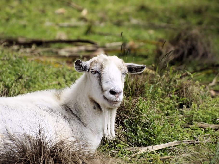 goat, face, beard, creature, curious, livestock, mammal, animal themes HD wallpaper