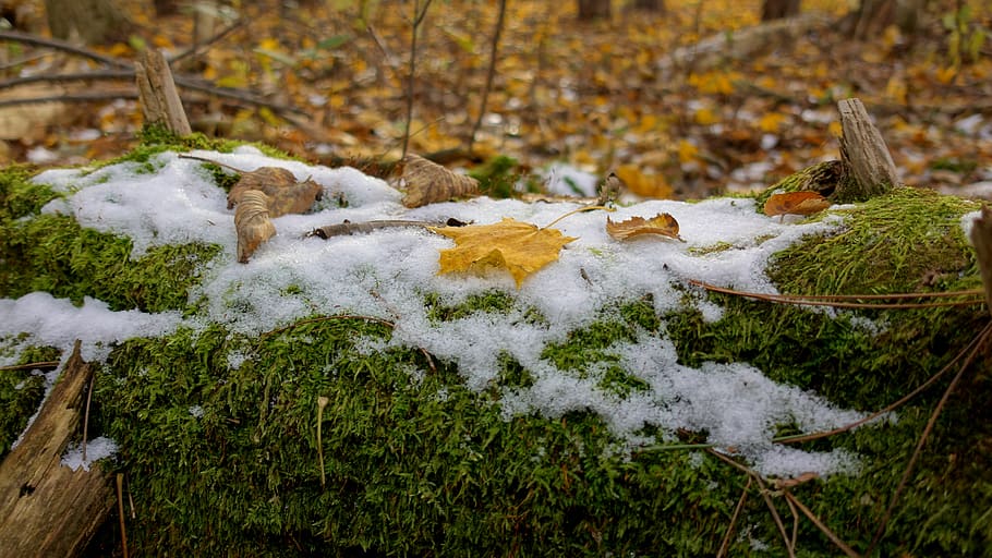 leaves, leaf, moss, forest, log, tree, snow, frozen, limb, branch HD wallpaper