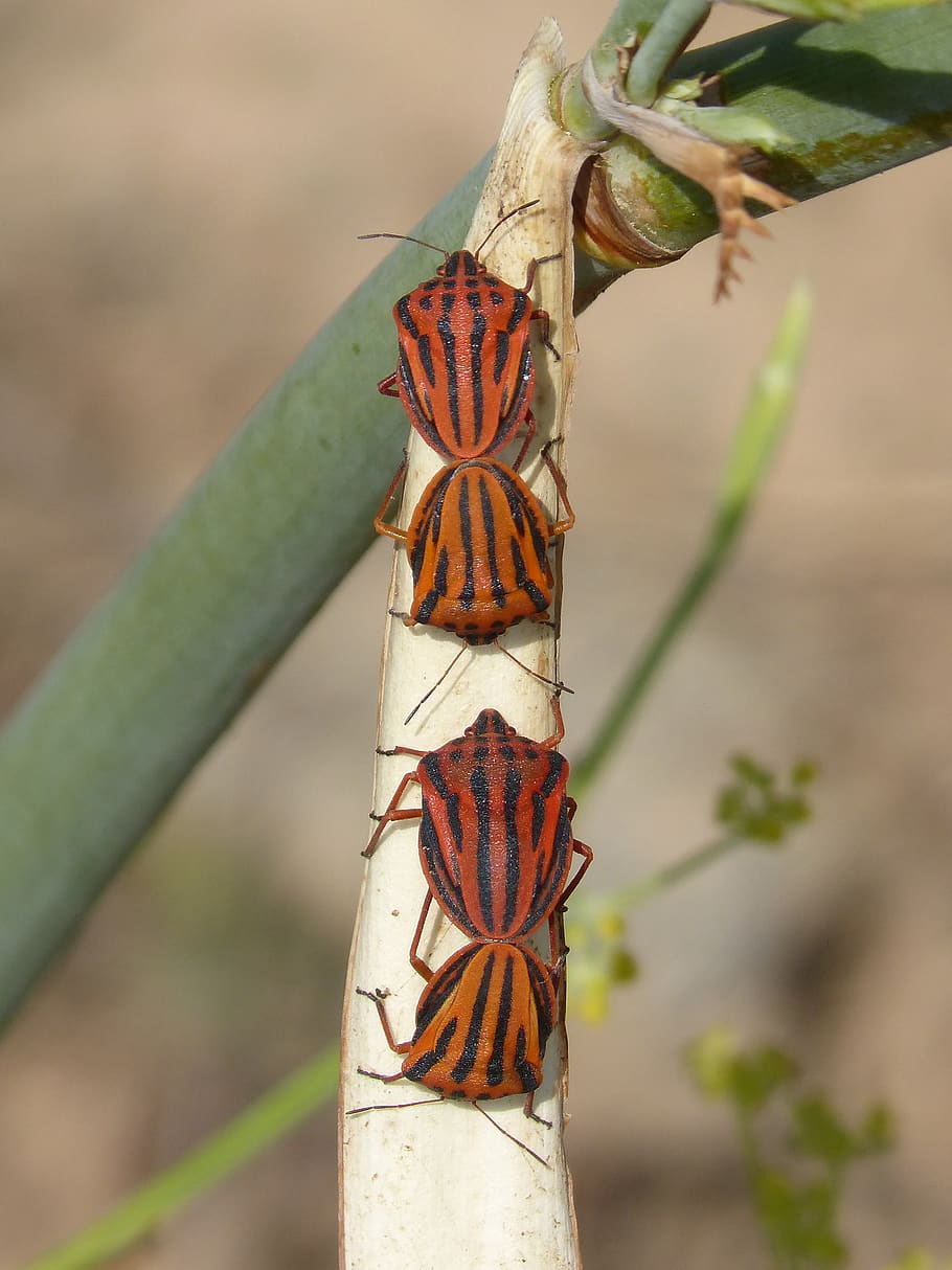 beetle, striped, insect, insect breeding, insects mating, beetle striped HD wallpaper