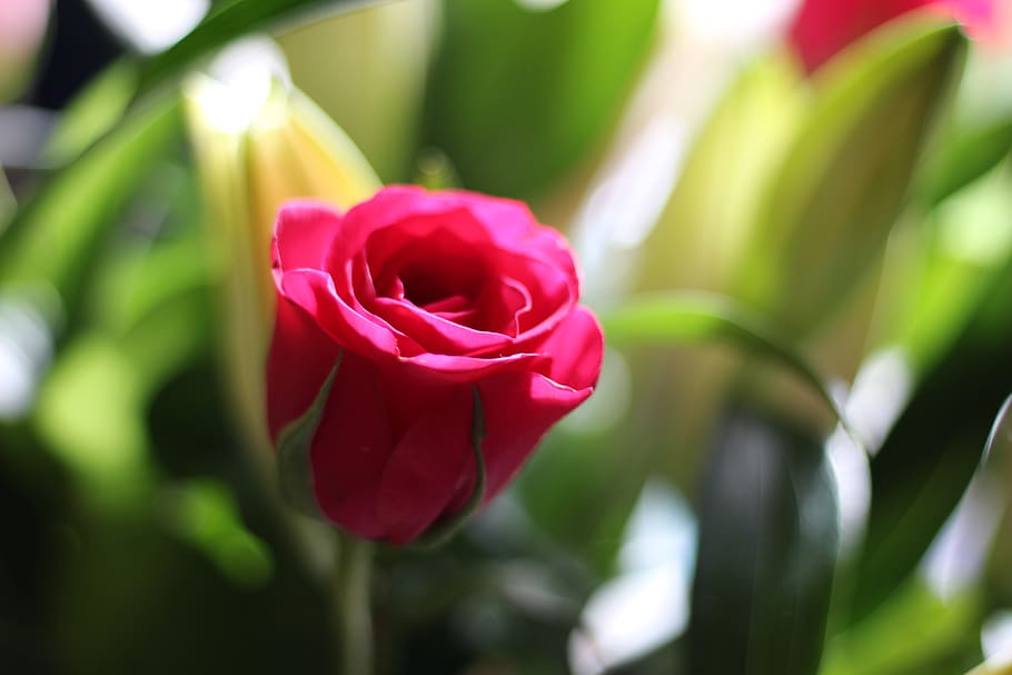 pink, flower, rose, flowering plant, beauty in nature, fragility HD wallpaper