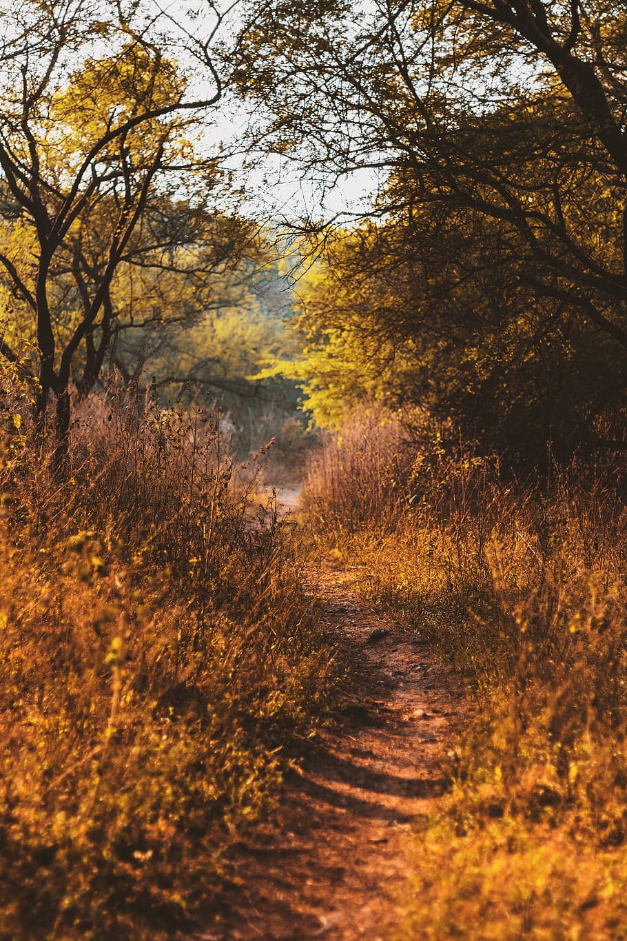 gray pathway surrounded by trees, plant, land, forest, nature HD wallpaper