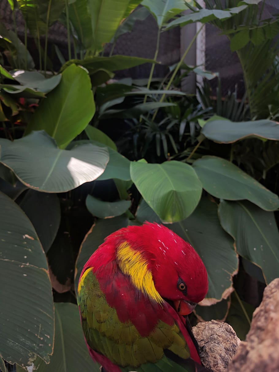 indonesia, bali, bird, vertebrate, animal themes, plant part HD wallpaper