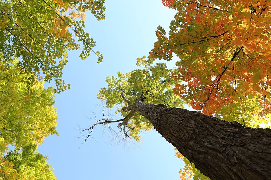 tree, autumn, leaves, fall, harvest, plant, low angle view HD wallpaper