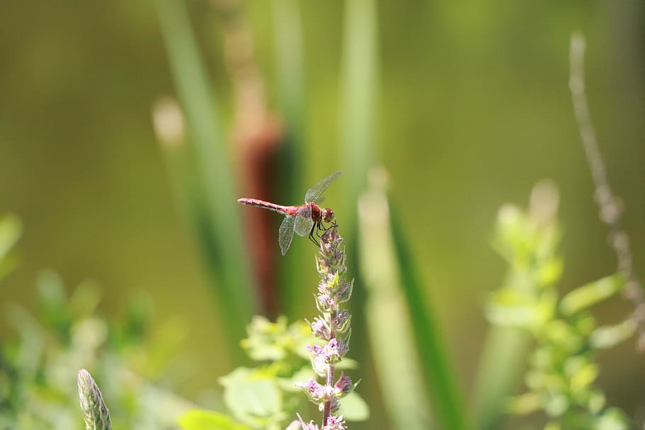 dragonfly, insect, green, animals, insects, wings, leaves, summer HD wallpaper