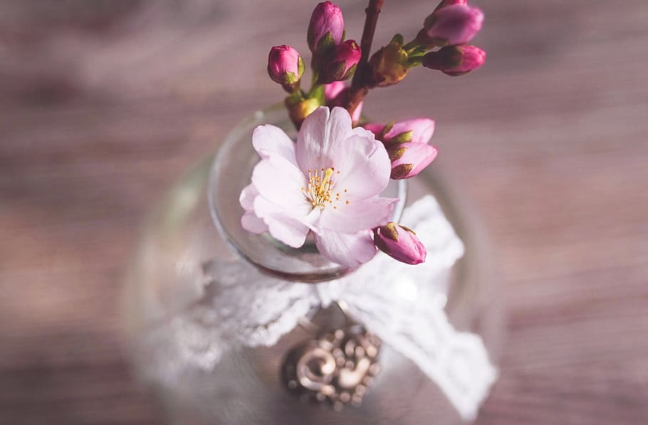 cherry blossoms, branch, pink, spring, nature, bloom, sakura HD wallpaper