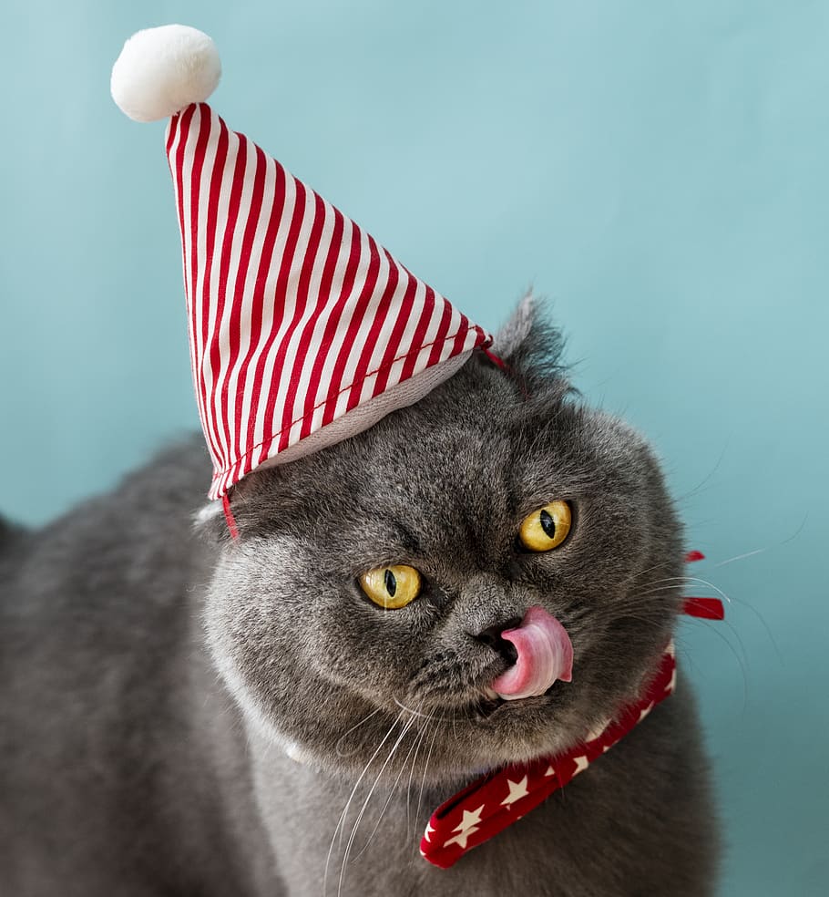 Grey Chartreaux Cat With Red and White Party Hat and Licking Nose, HD wallpaper
