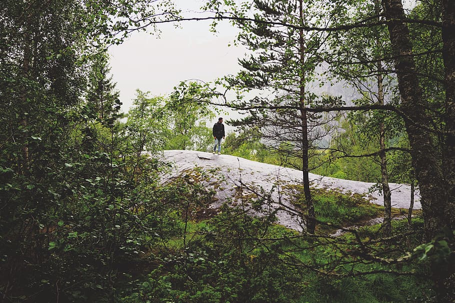 norway, geiranger, forest, explore, nature, trees, trip, mountain HD wallpaper