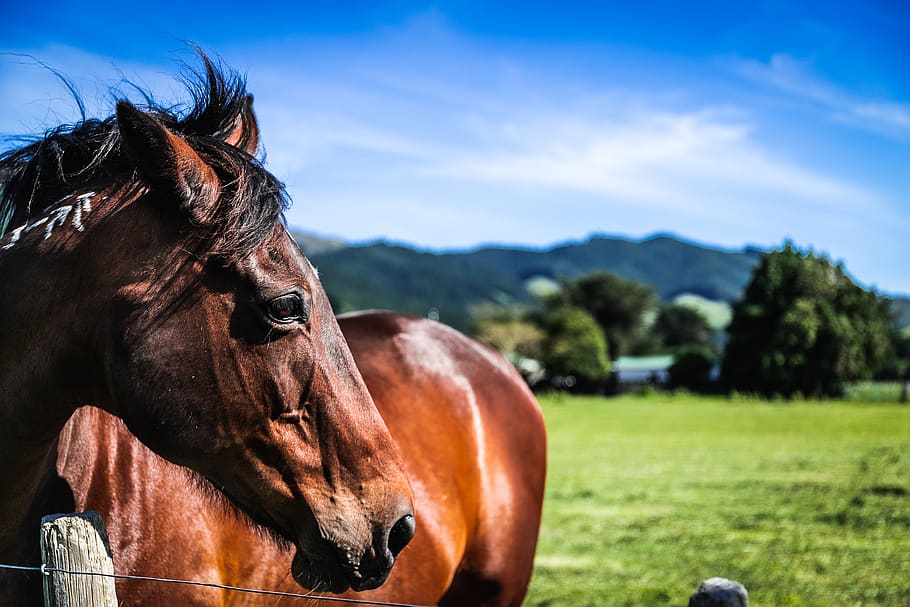 brown horse, mammal, livestock, animal wildlife, animal themes HD wallpaper