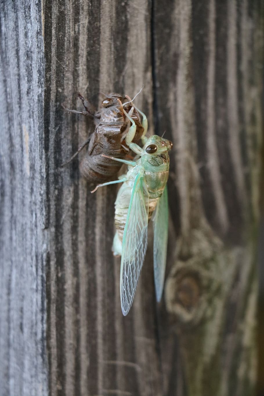 bug, cicada, life cycle, molt, metamorphosis, insect, shell HD wallpaper