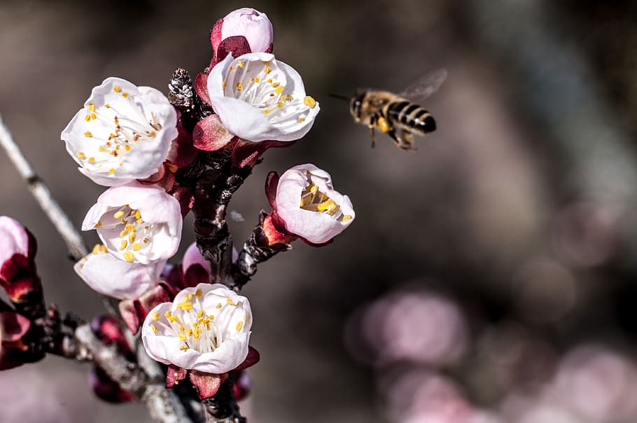flower, nature, plant, spring, garden, flora, natural, insect HD wallpaper