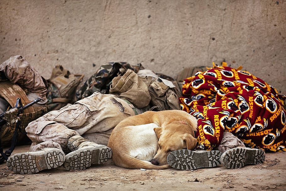 rest, relax, sleep, sleeping, soldier, dog, pet, mammal, pets HD wallpaper