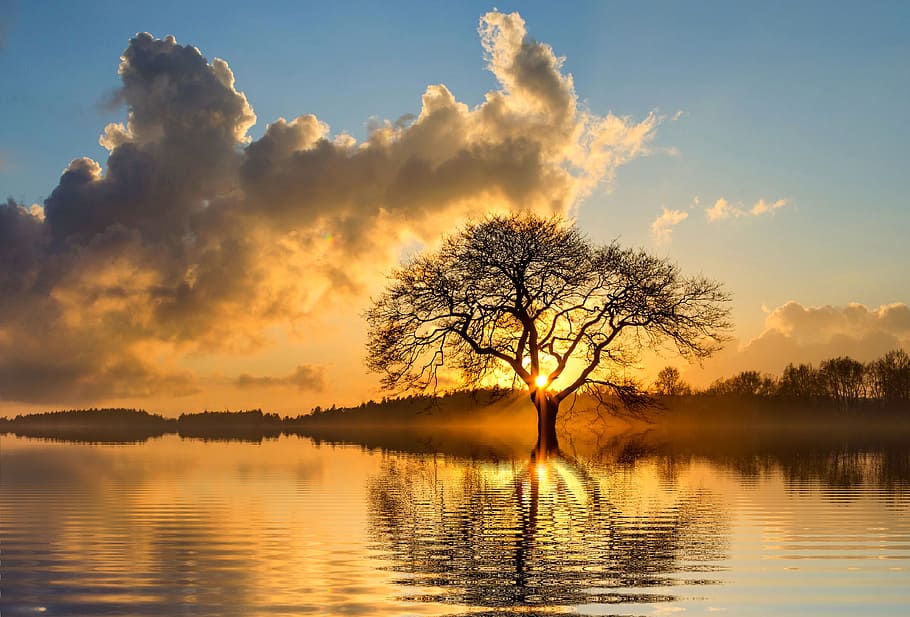 Landscape Photography of Tree and Body of Water, clouds, dawn HD wallpaper