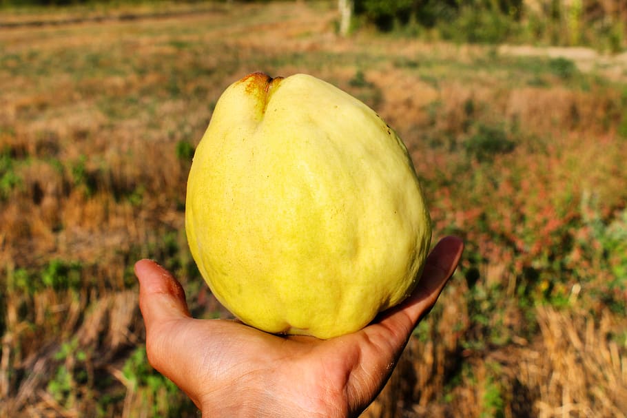 quince, fruit, field, summer, fruits, food, food and drink HD wallpaper