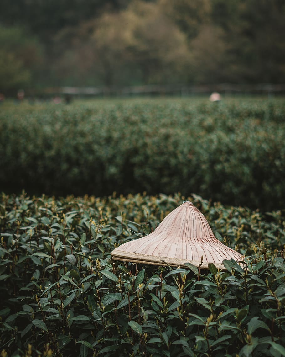 hat on green bushes, plant, mushroom, amanita, fungus, agaric HD wallpaper