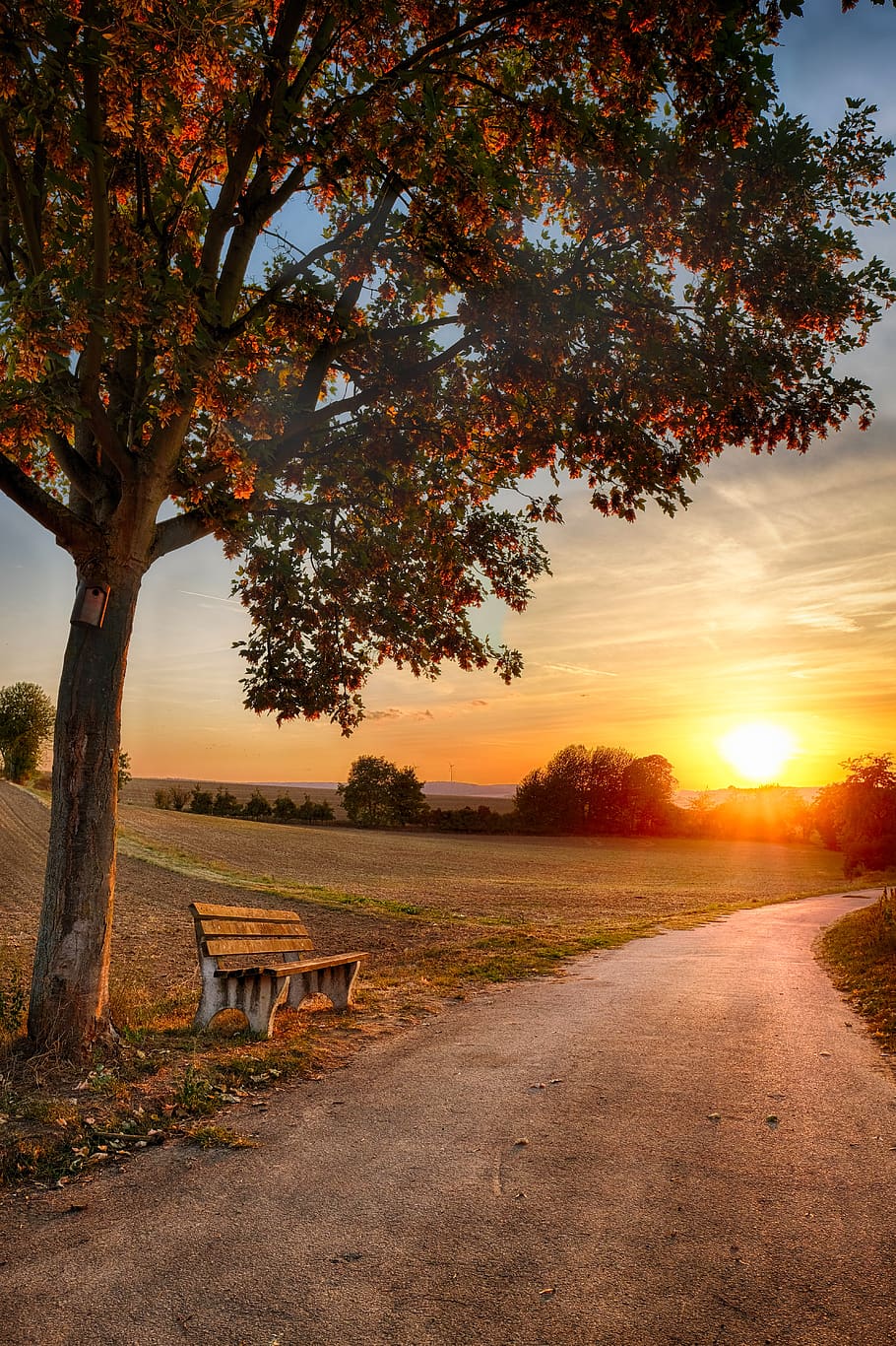 away, road, bank, tree, landscape, travel, sun, sunset, sunrise HD wallpaper
