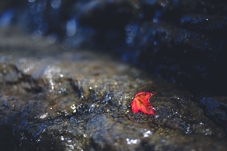 water, leaf, maple leaf, color, stream, fall, autumn, rock HD wallpaper