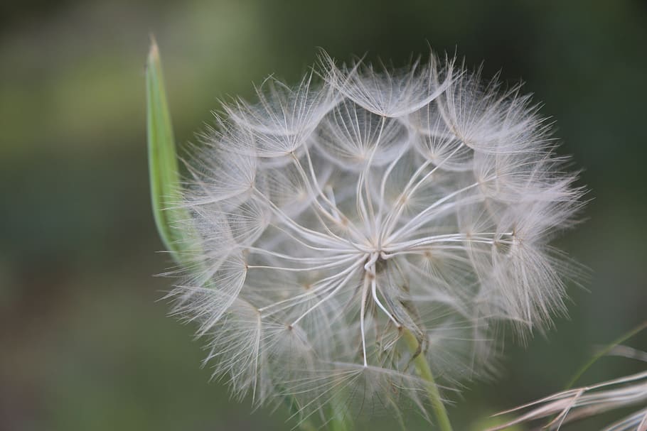 spring, flower, spring flowers, plant, fragility, vulnerability HD wallpaper