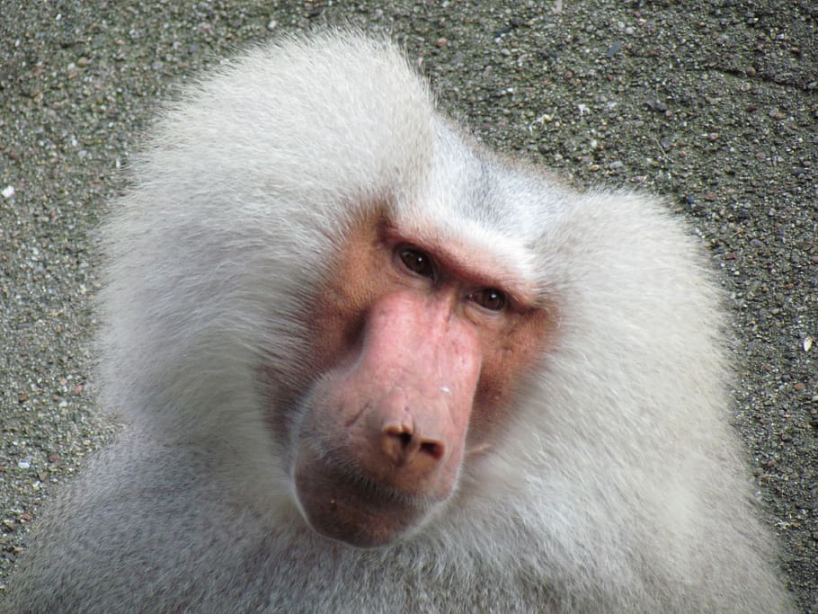 monkey, hair, hairstyle, one animal, primate, animal wildlife.