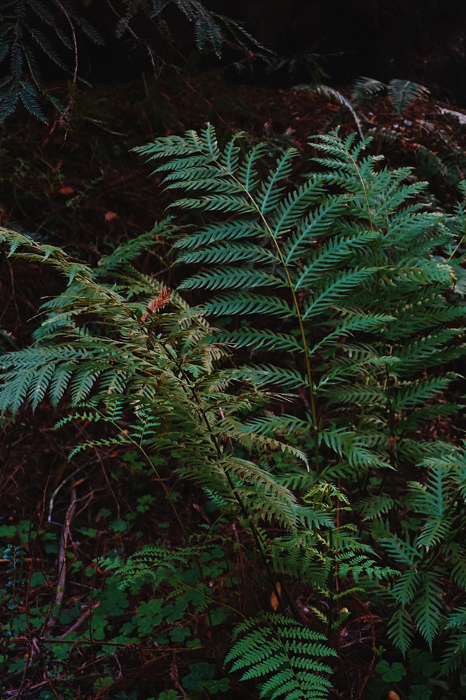 green leafed plant, growth, green color, plant part, tree, nature HD wallpaper