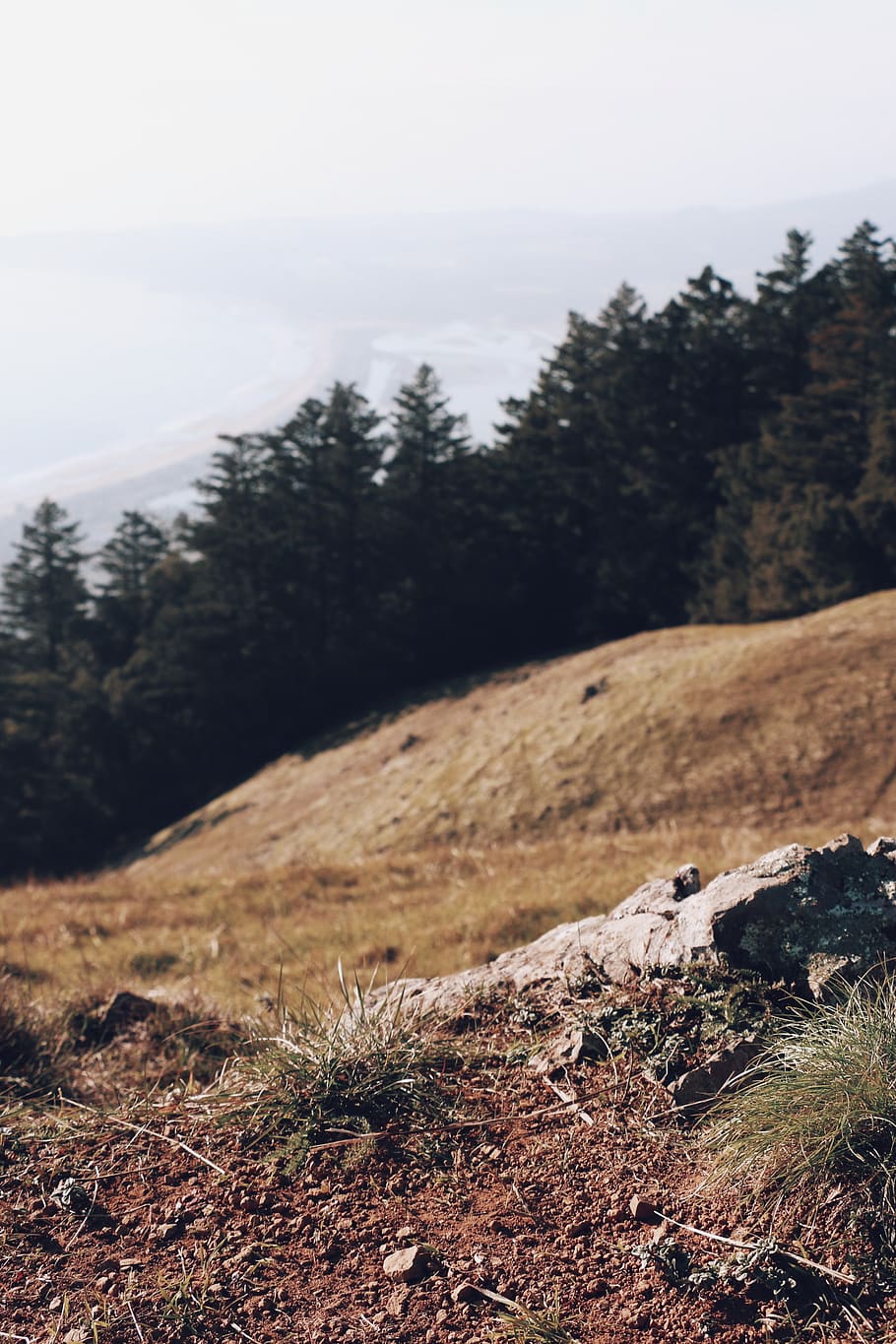 hillside, trees, dirt, grass, plant, tranquility, land, tranquil scene HD wallpaper