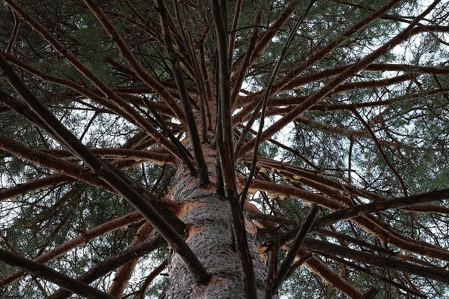forest, nature, pine, tree, krone, plant, growth, no people HD wallpaper