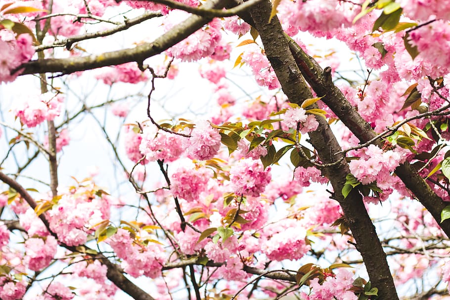 Photography of Pink Flowers on Tree, beautiful, bloom, blooming HD wallpaper