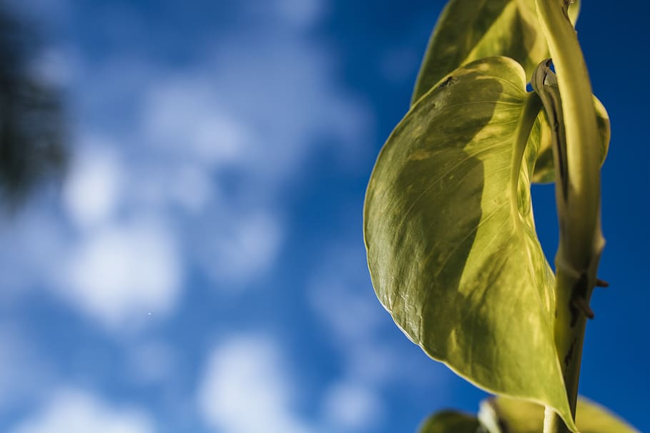 leaf, zoom, macro, sky, blue sky, wallpaper, low angle view HD wallpaper